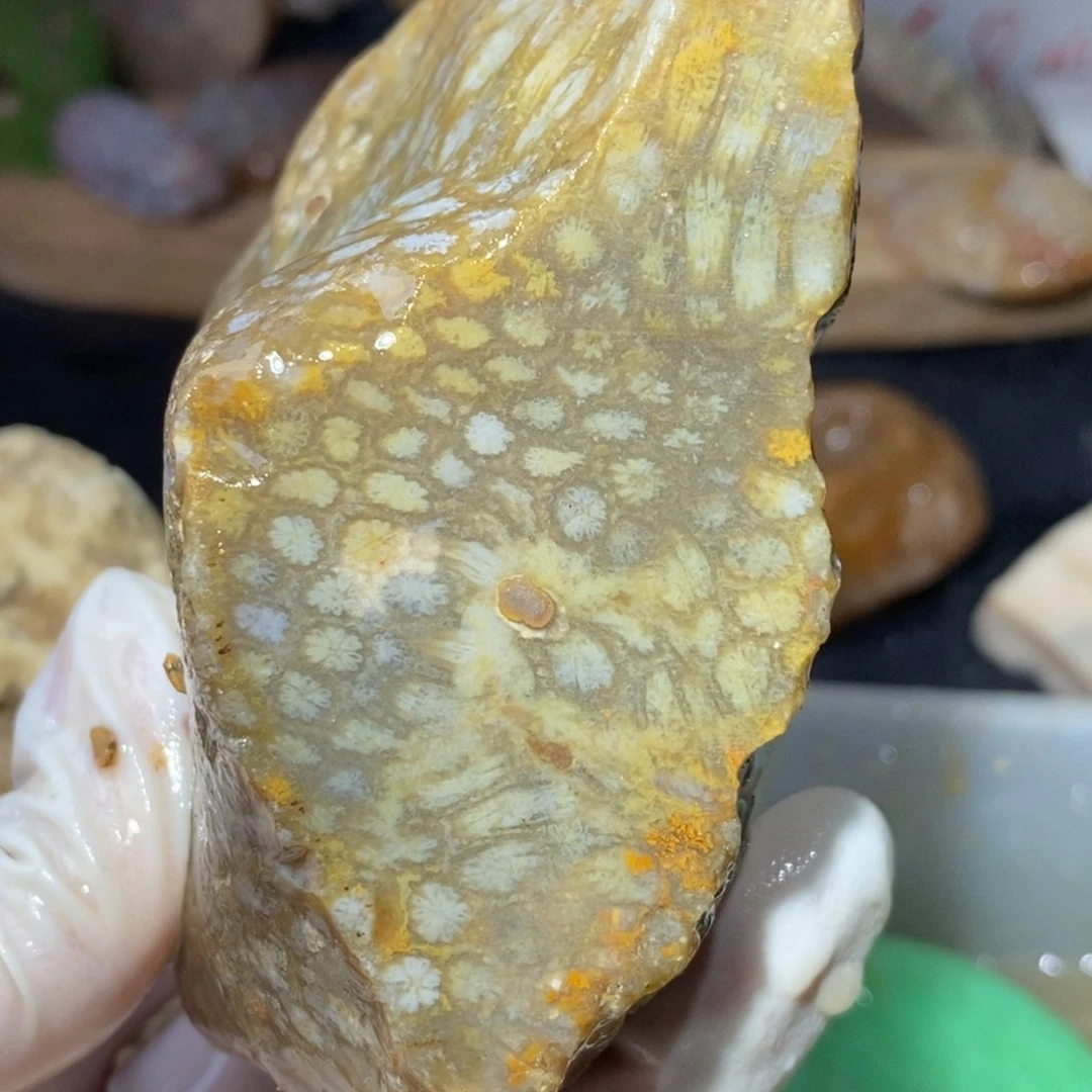 【闪购商品】硅化玉颈饰未镶嵌