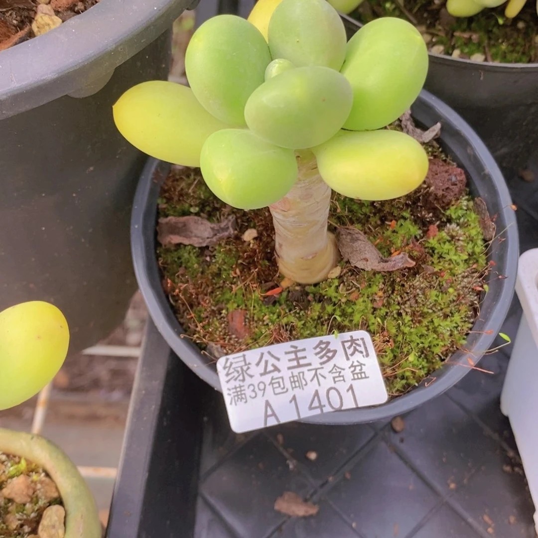 芒果奶单头1401多肉植物
