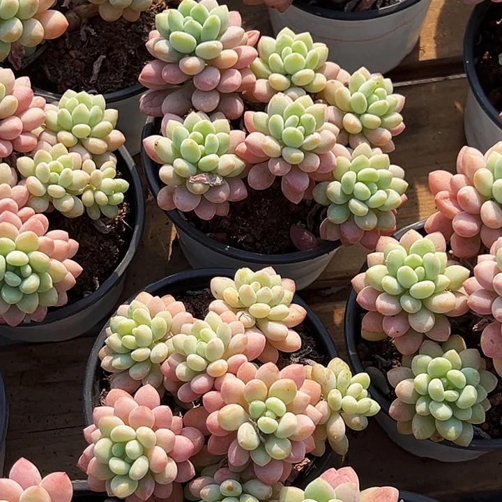 泡泡酱         福利多多