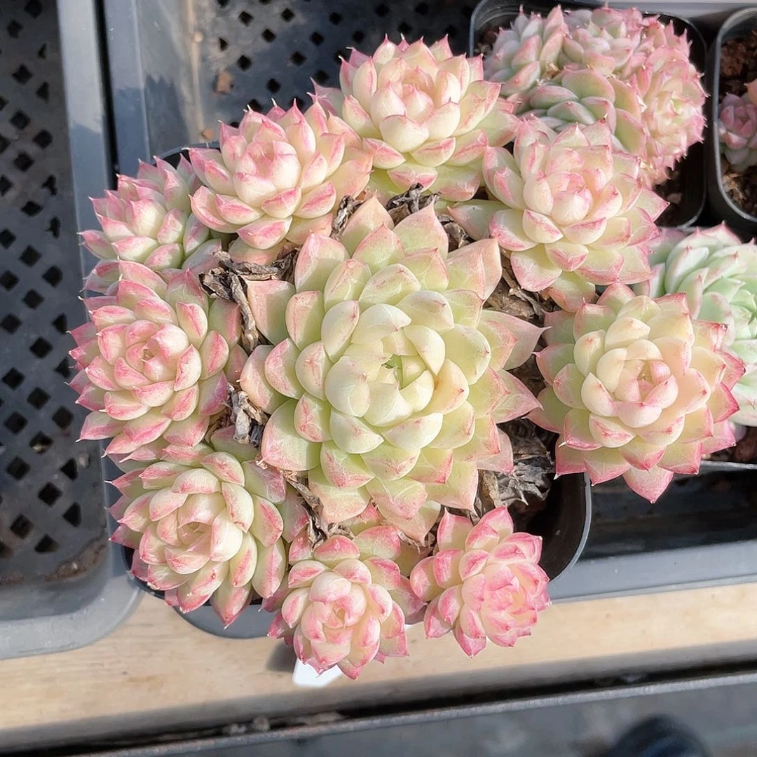 优选女王飘枝9007