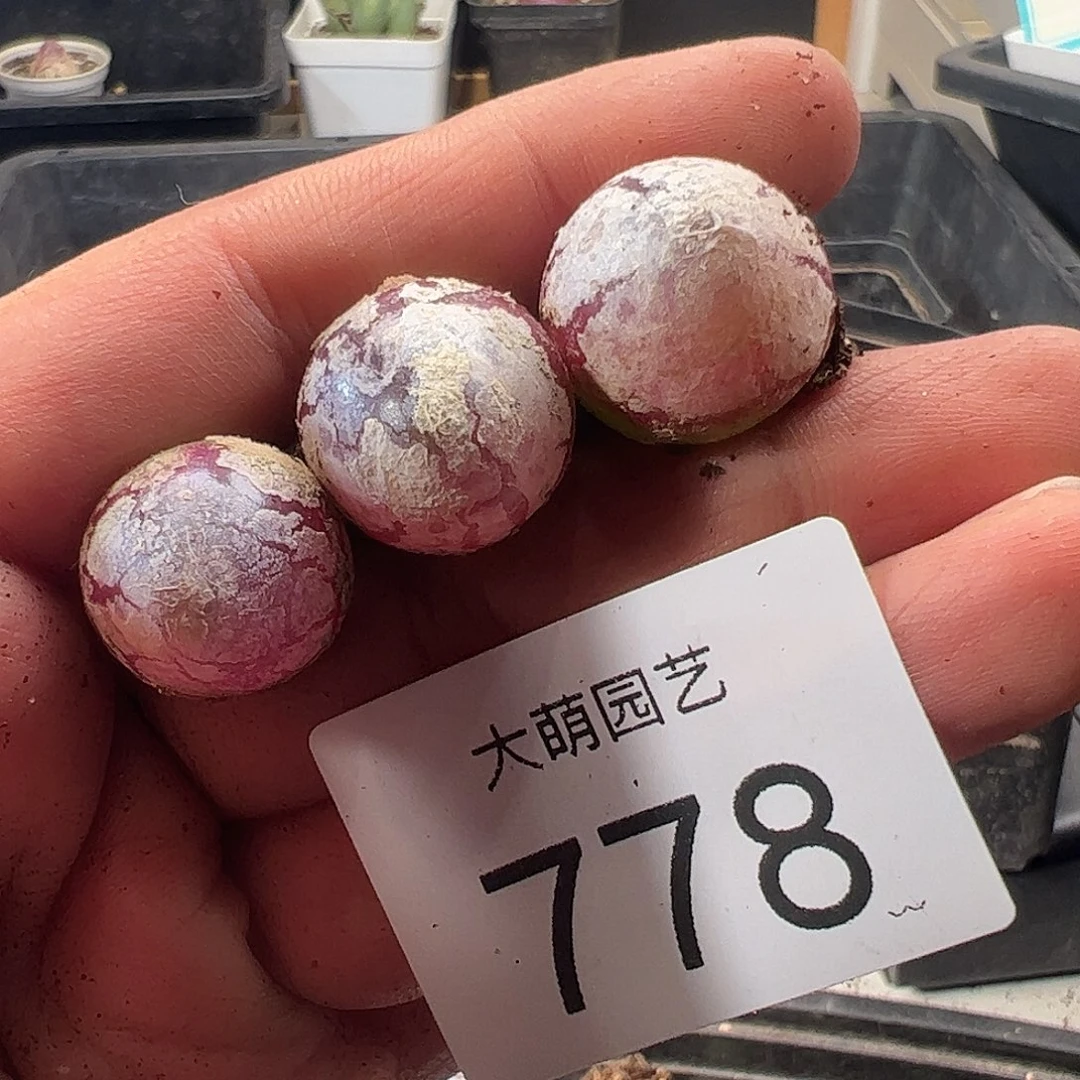 一物一拍。           778