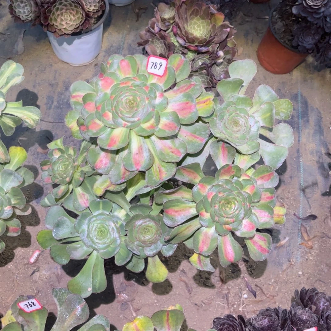 789多肉植物暴君群生