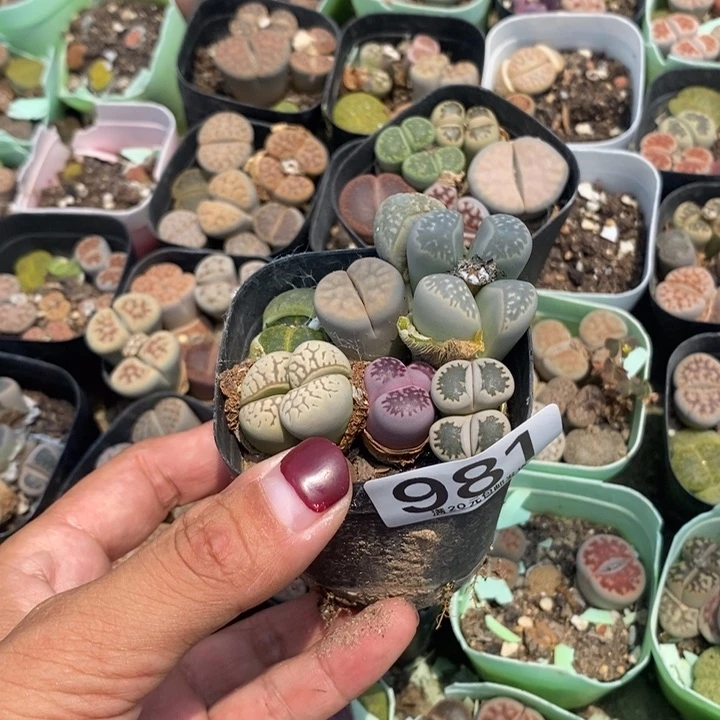 Y**i生石花等植物981