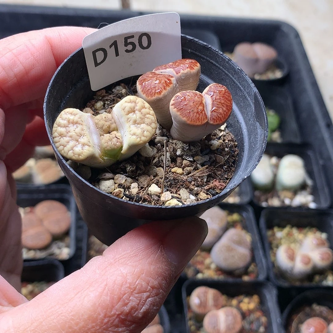 云**mD150多肉植物保护