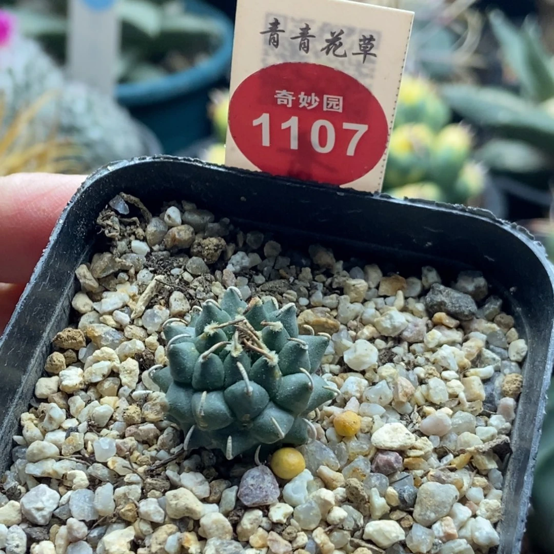 实生安德森娇丽2.3cm