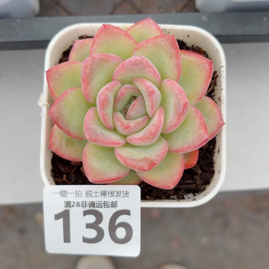 泡芙单头无盆土发货
