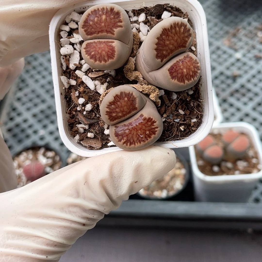 5365大棚清仓甩卖了