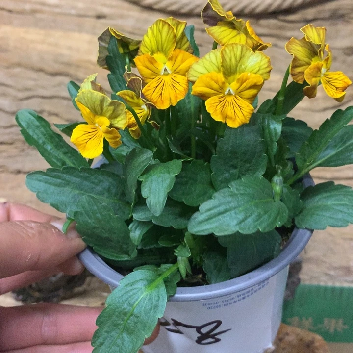无花朵角堇一物一拍盆苗12cm盆058