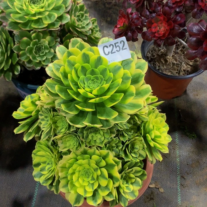 我**姐迈252000000000