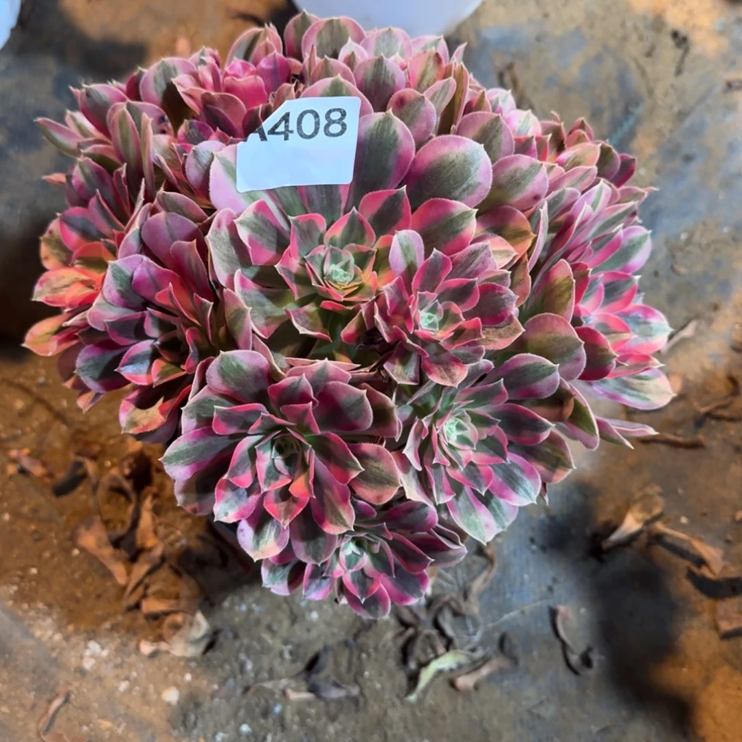 七***宝初恋有伤特价408，