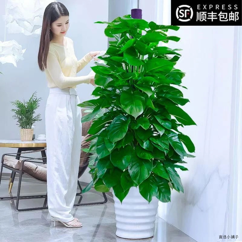 大型大叶绿萝柱盆栽绿植能净化甲醛宜放新房客厅室内绿植盆栽室内