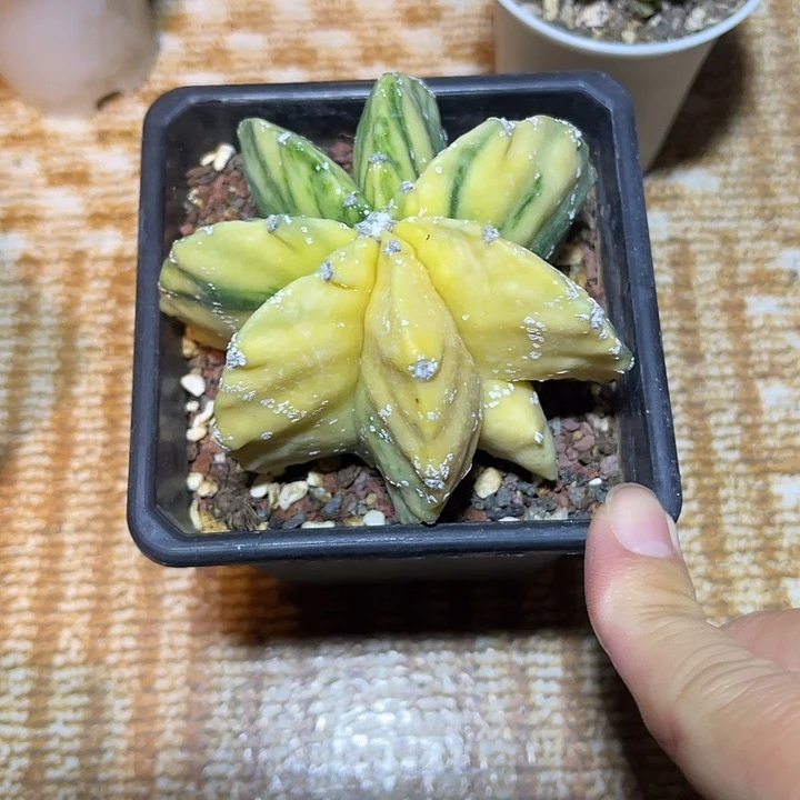 无花朵鸾凤玉锦一物一拍