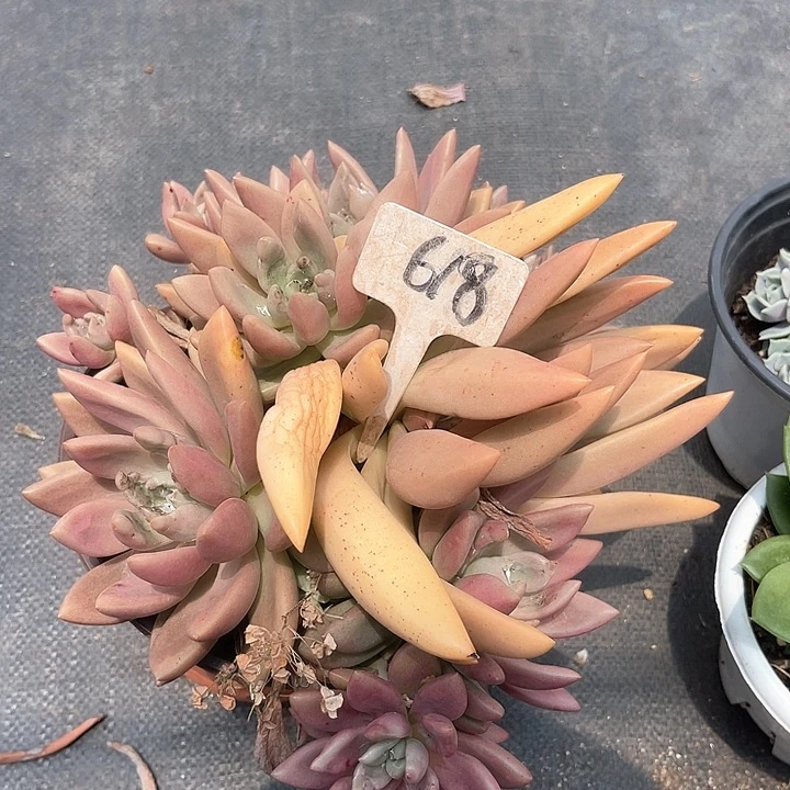 晨语多肉，一物一拍618