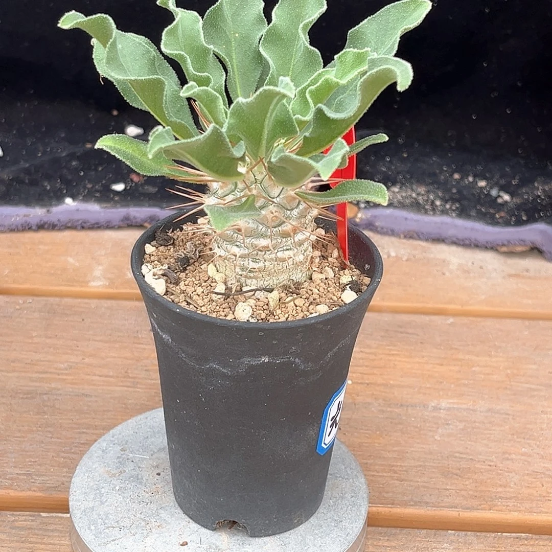 优选光堂，卷叶，1号