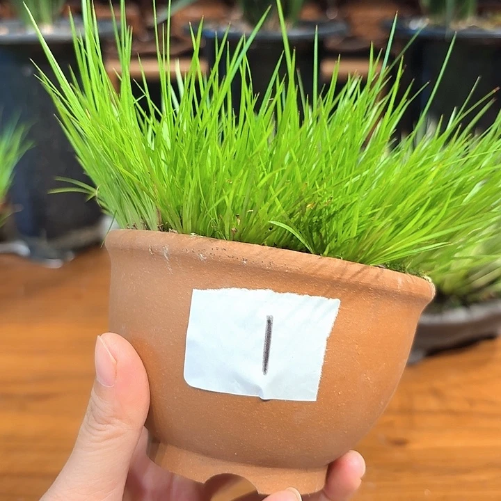 完全开放花卉种植