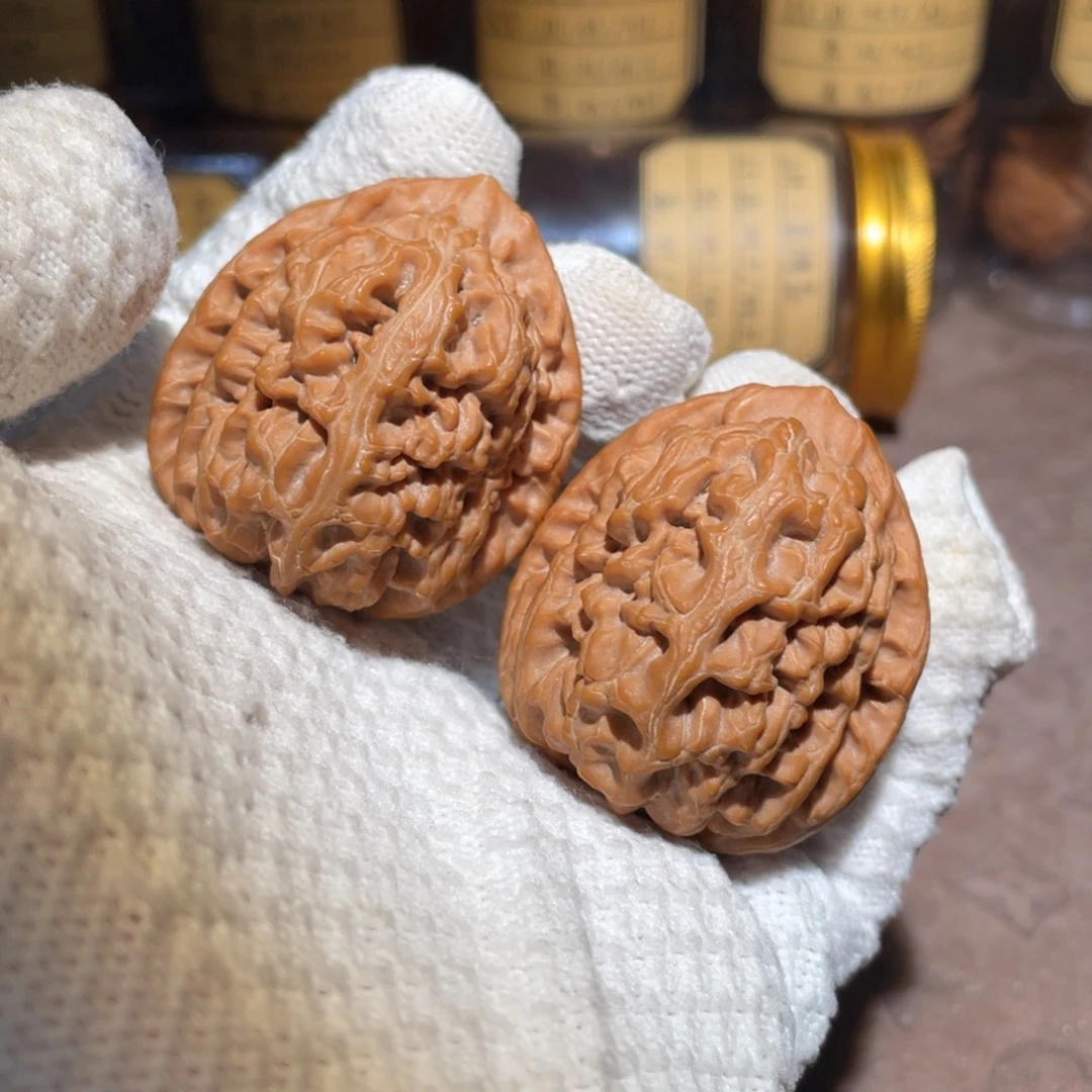 核桃42洪锦鲤lllll