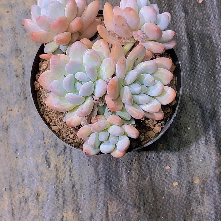秋***阳香水多肉植物老桩