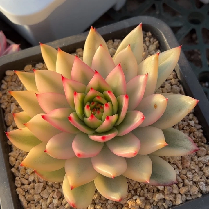 摩根宽锦一物一拍锦龙