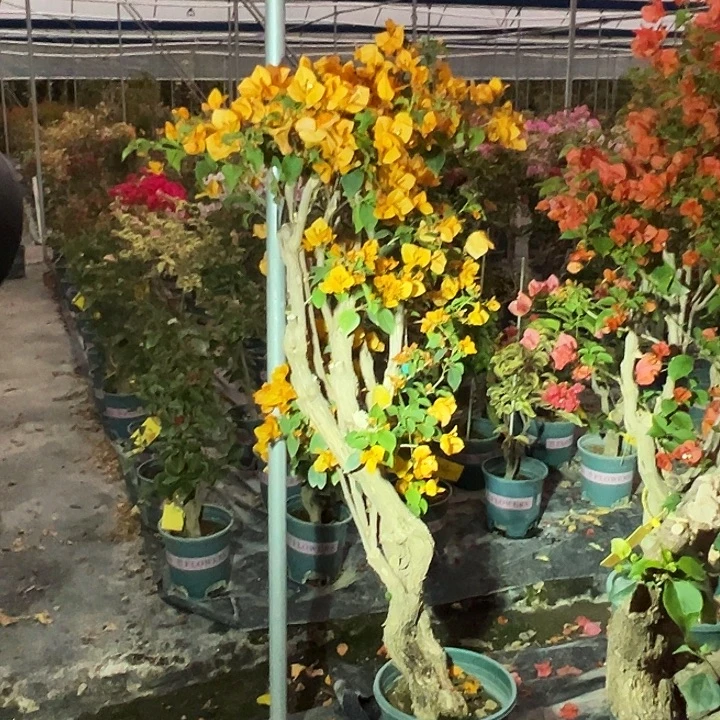 完全开放  超1m高 柠檬黄 原生树头