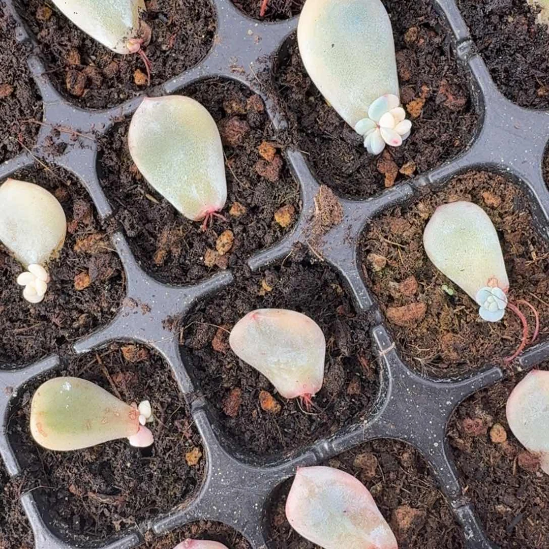 6片一组星影锦叶片