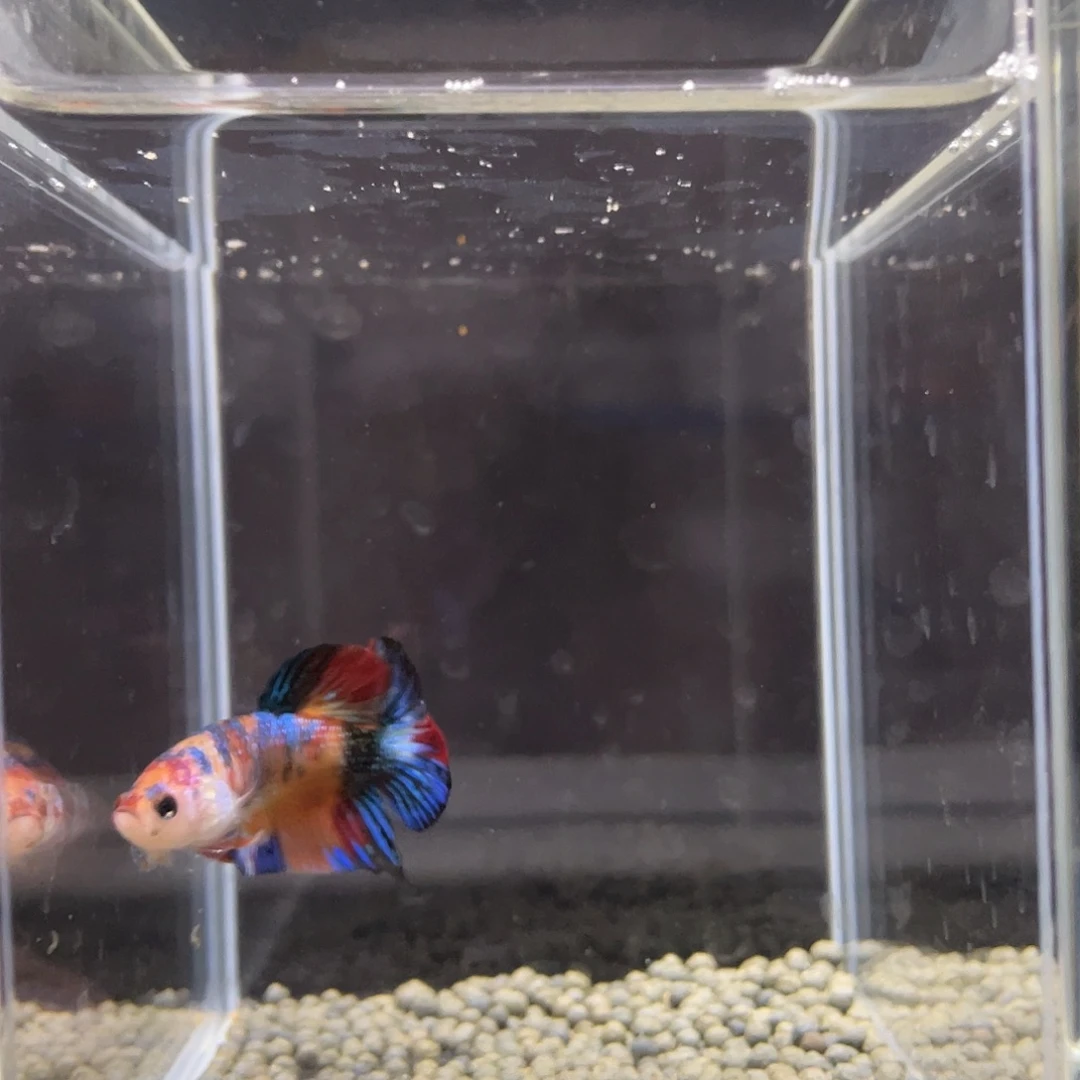 斗鱼28号金属彩塘将军公