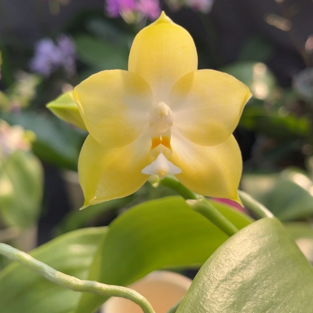 完全开放2.8寸22375开花株