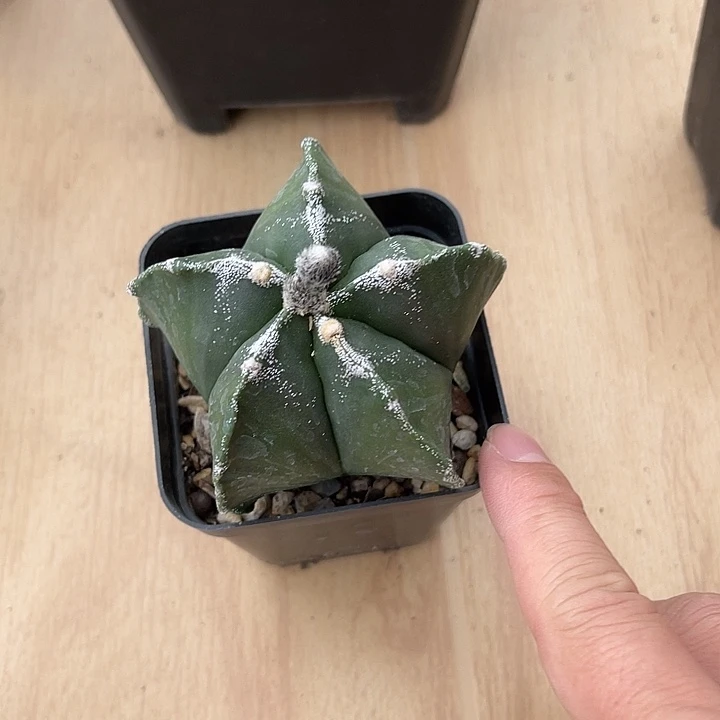 无花朵实生雪顶鸾凤玉一物一拍