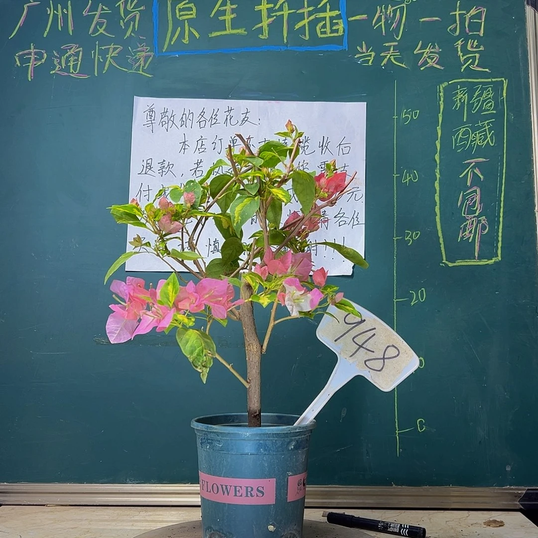 当前无花栽培后可以开花粗杆 橙白橙粉同株948