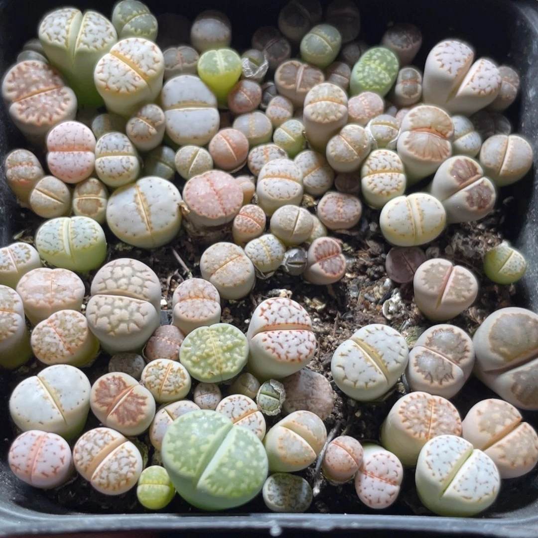 今晚大盆特价更新～23