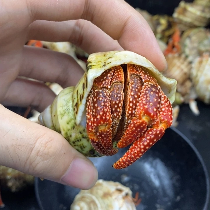 3.4口斐济草莓一只