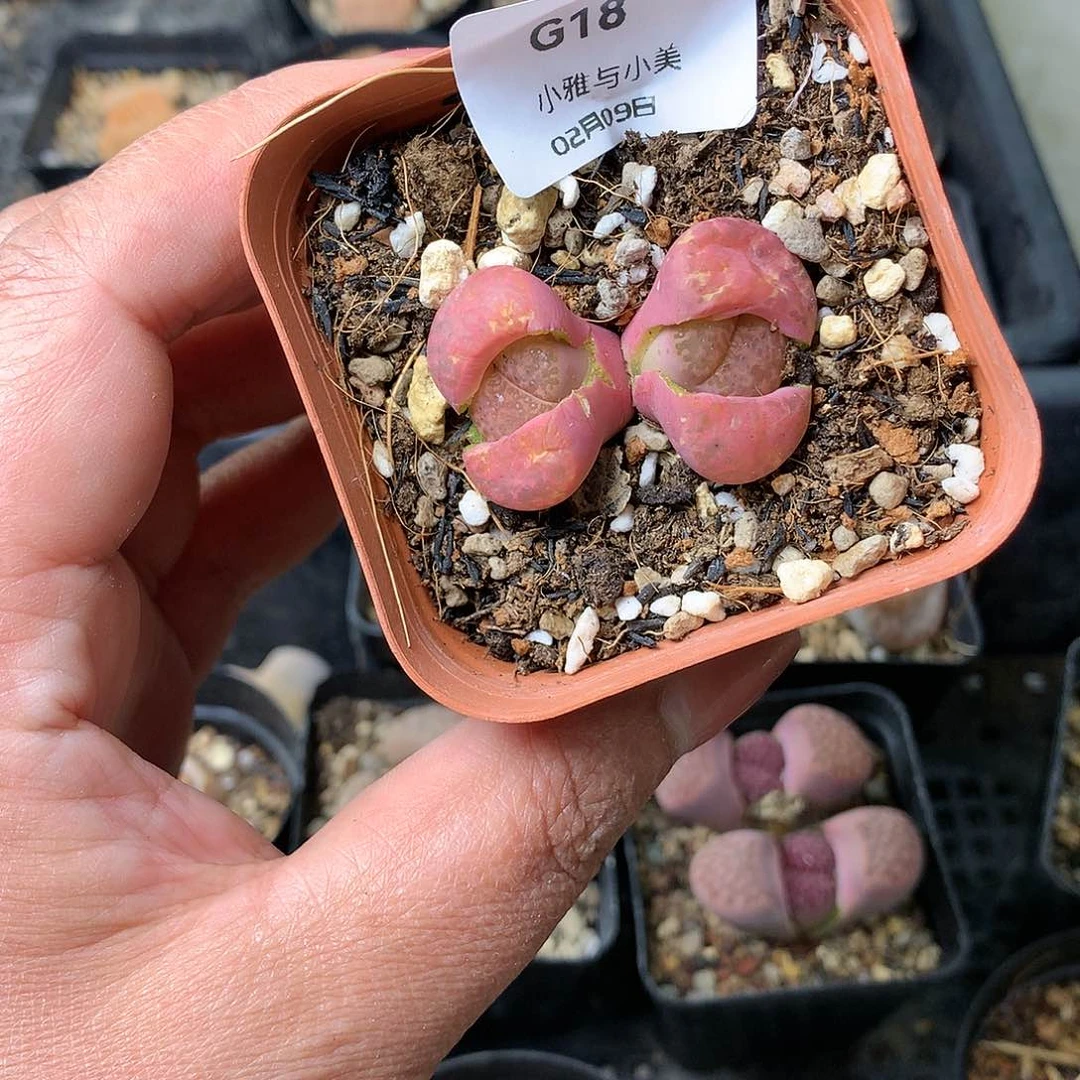 G18多肉植物保护研究所