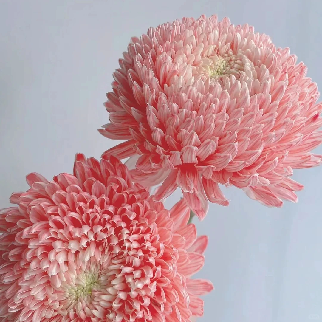 婵之语优选  胭脂红牡丹菊  牡丹菊