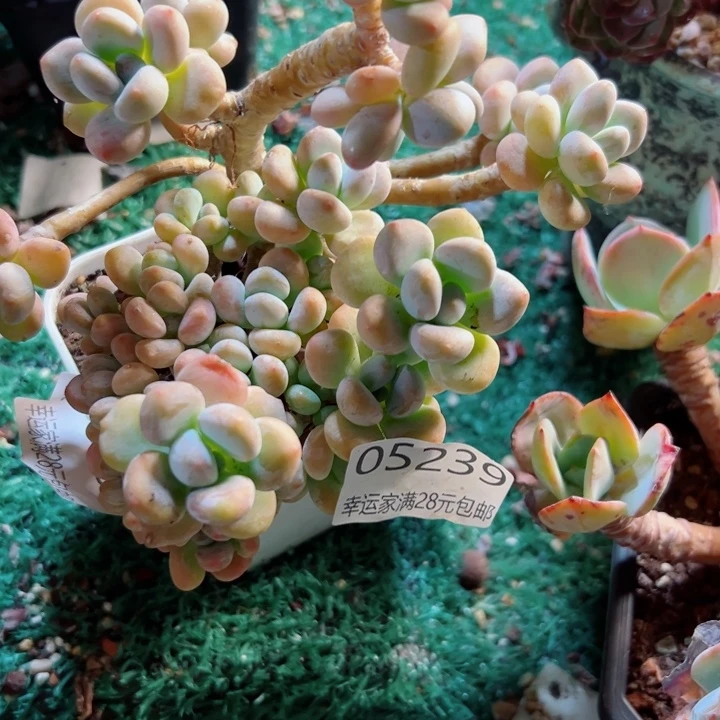 幸运的是我还没遇到过