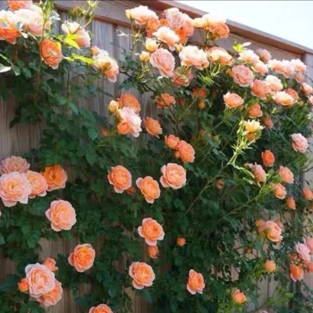 甜梦月季花藤本月季浓香四季开花蔷薇大爬藤庭院阳台地栽盆栽