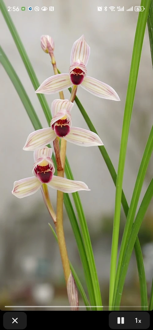 莲瓣兰吉祥（如意红舌）