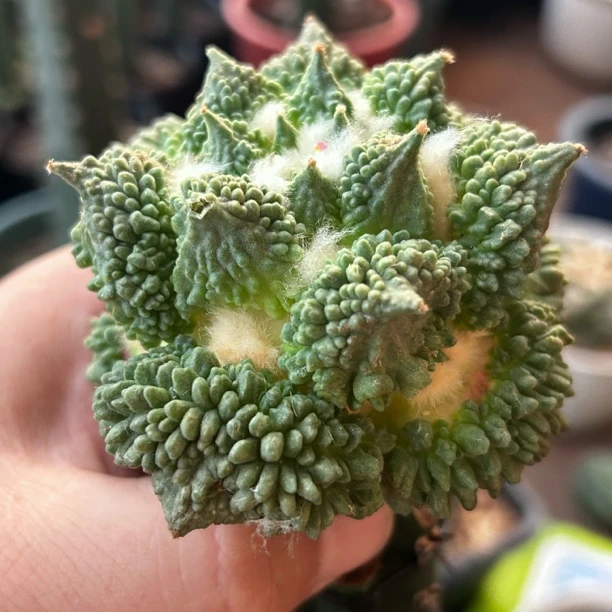 园艺仙人球/牡丹/大形体背尤哥斯拉x怒涛7.4cm/c744