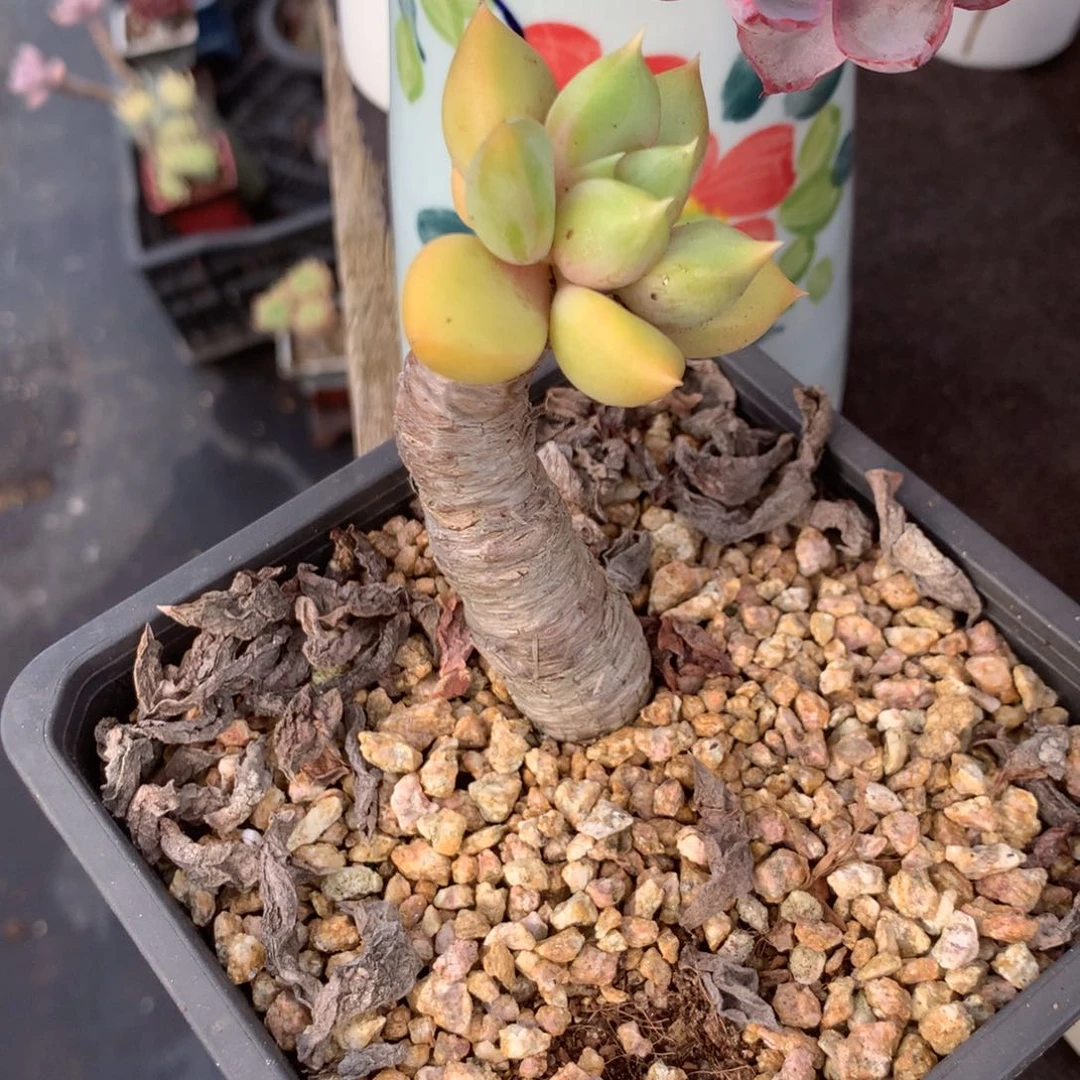 清政府就不应为民之