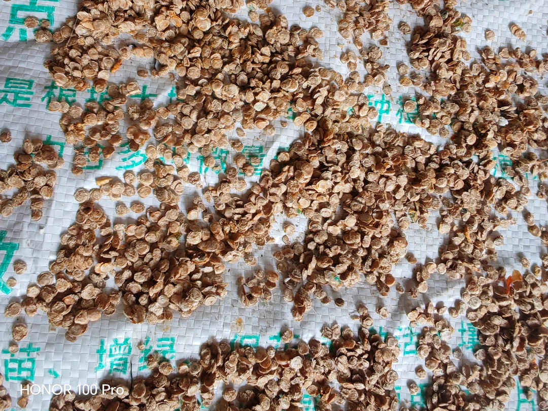 云南树蕃茄种子育苗