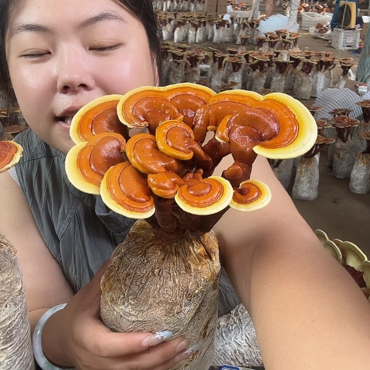 木可**卡灵芝孢子粉和其他