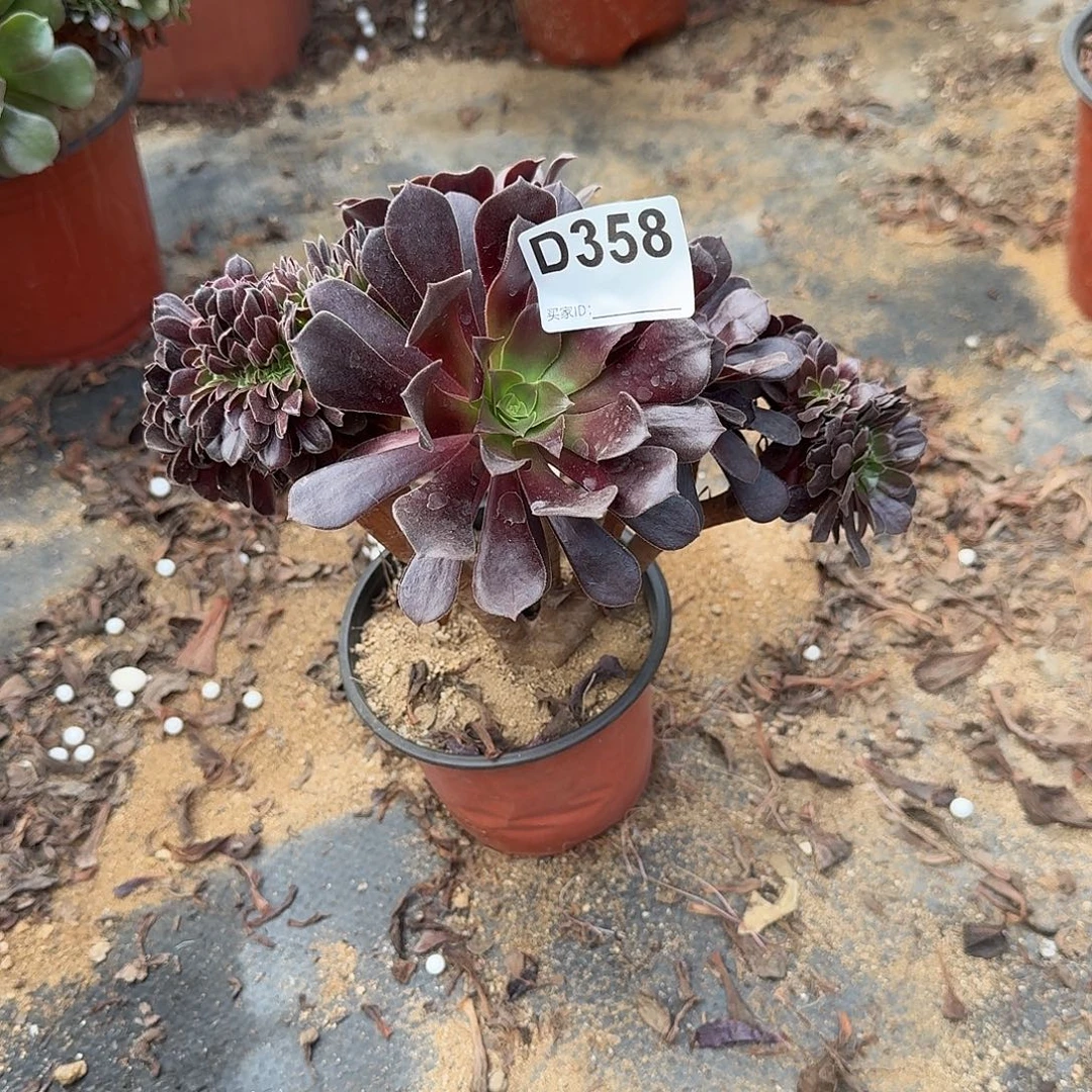 358欧紫一颗满28包邮呀