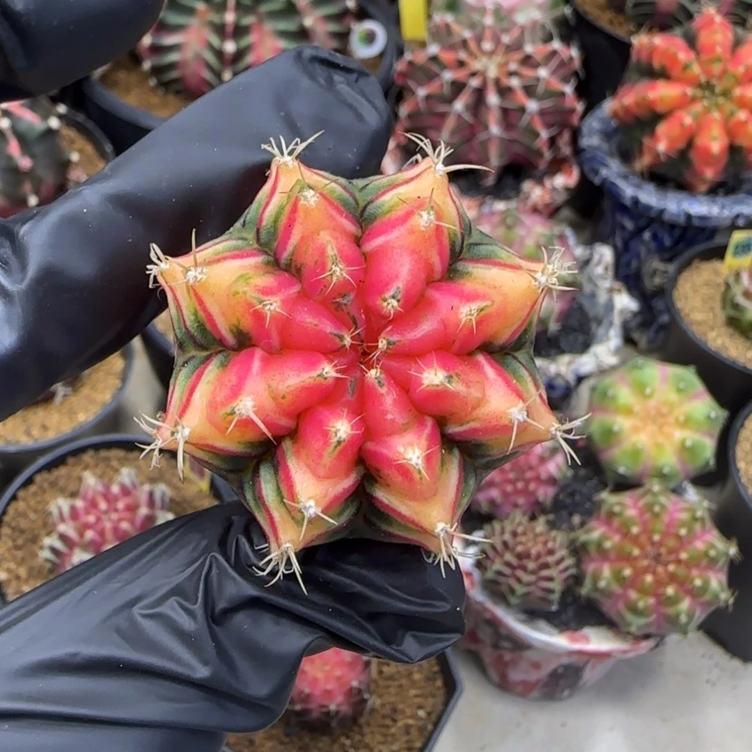 泰系实生米哈锦裸根发货