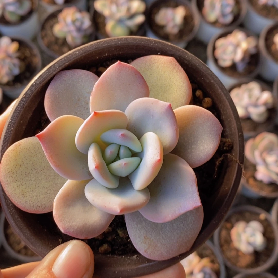 丹*奶茶多肉植物111111