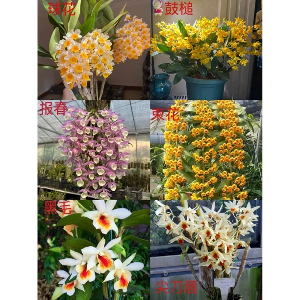 云南各种石斛，直播间【一物一拍】请勿私拍