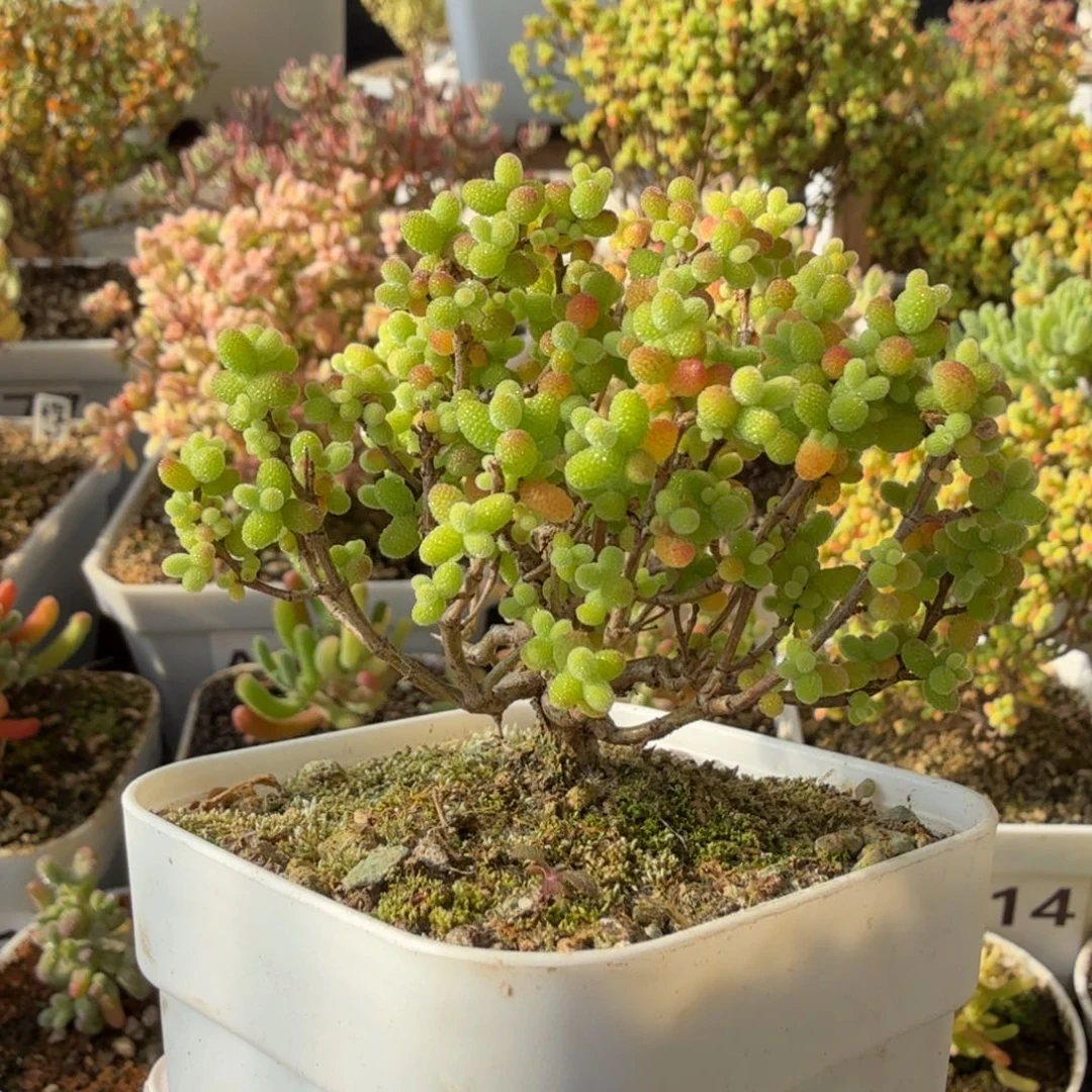 A184金桔糖球枝干