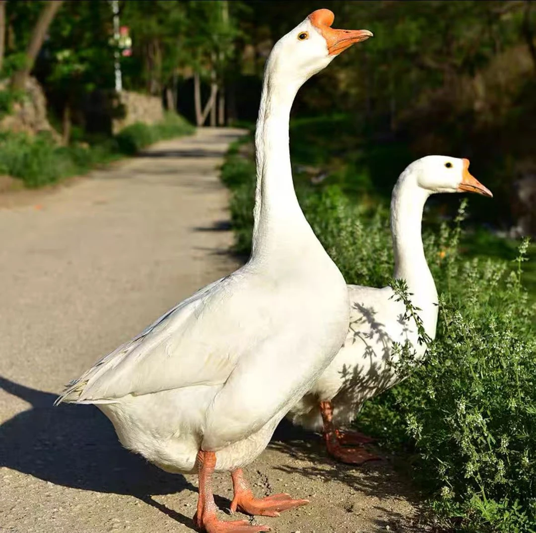 东北溜达鹅单只净重7-8斤宰割后净重5斤以上带心肝青年鹅无包顺丰