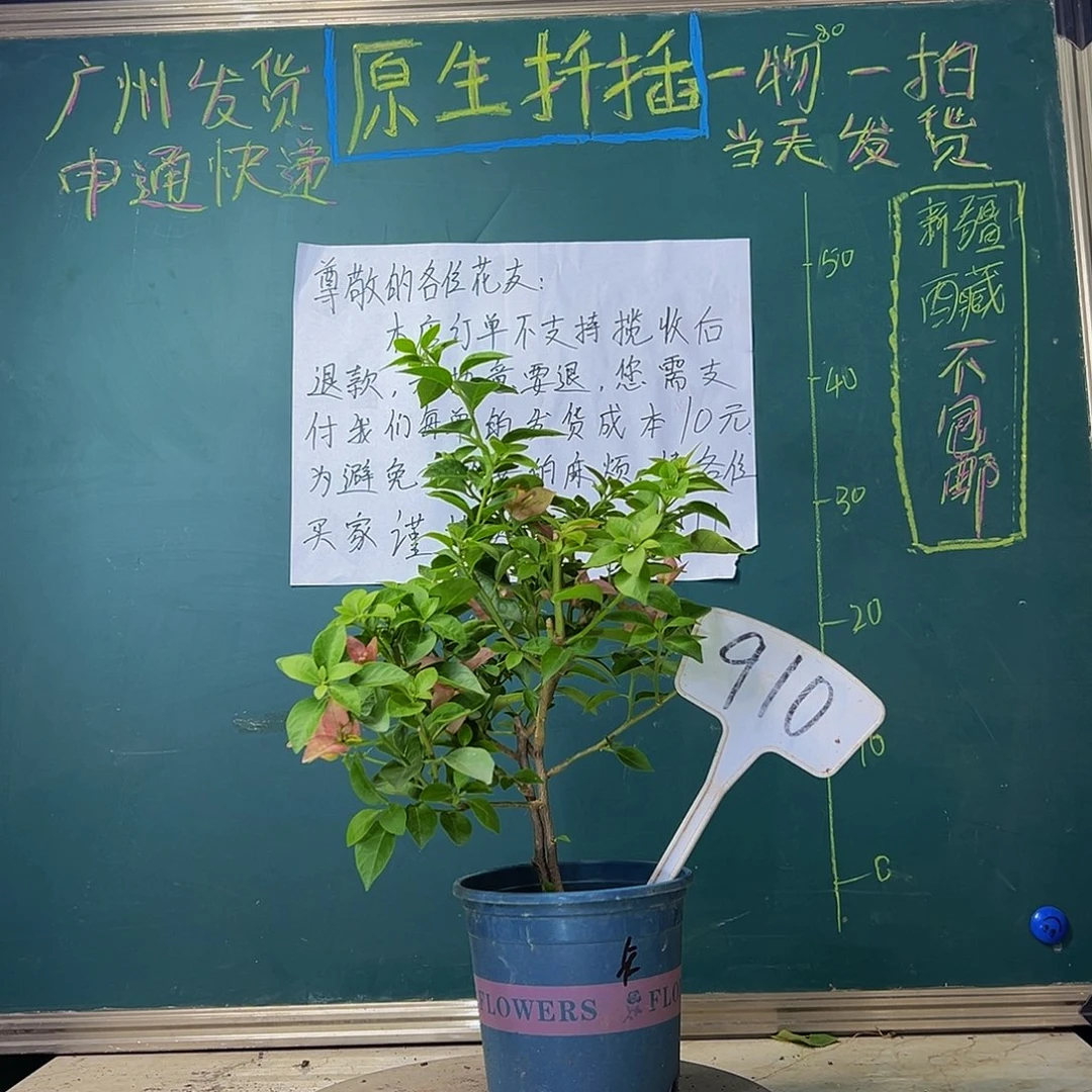 当前无花栽培后可以开花双杆 卡亚塔910