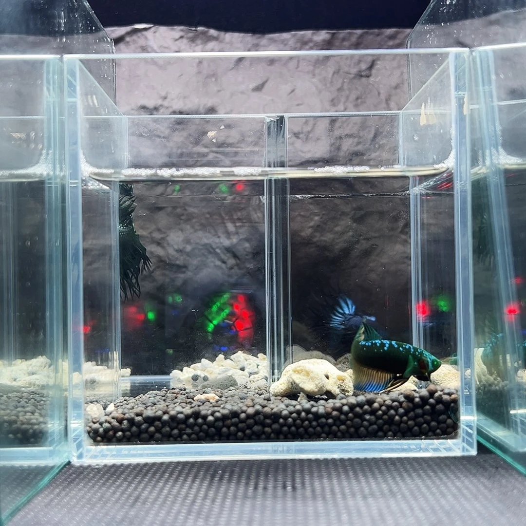 斗鱼精品精品精品精品