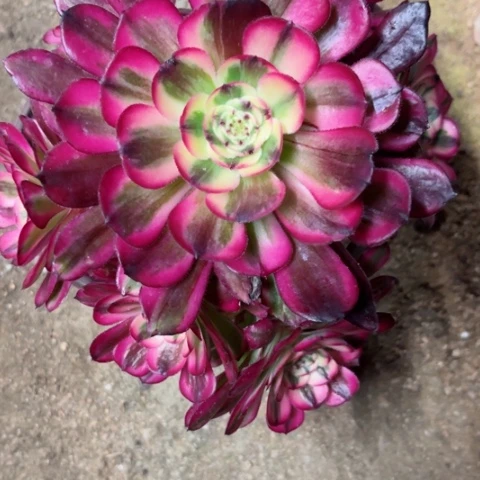 @*子多肉植物朱砂痣锦。