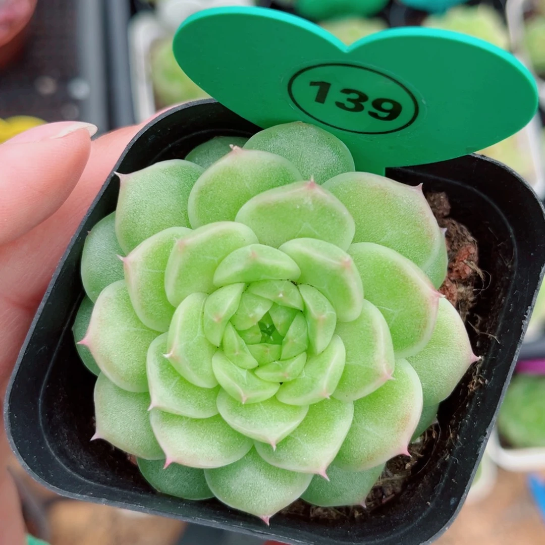 139号小老桩珍妮单头