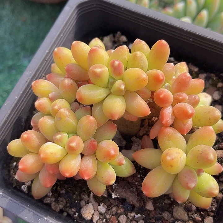 千代田缀16133多肉植物